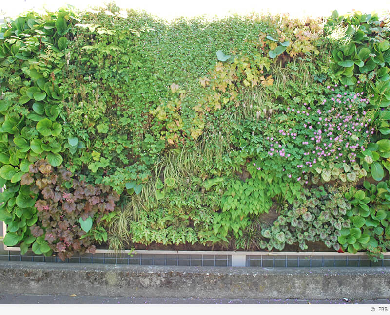 Es grünt vertikal an der Lärmschutzwand des Frankfurter Palmengartens. (Foto: FBB)