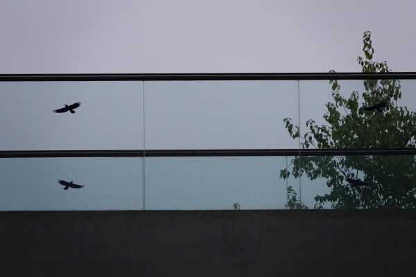 Greifvogel Aufkleber auf Glas