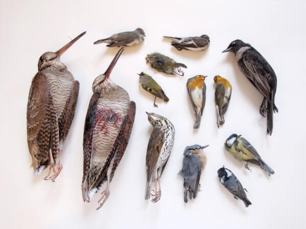 Tote Vögel