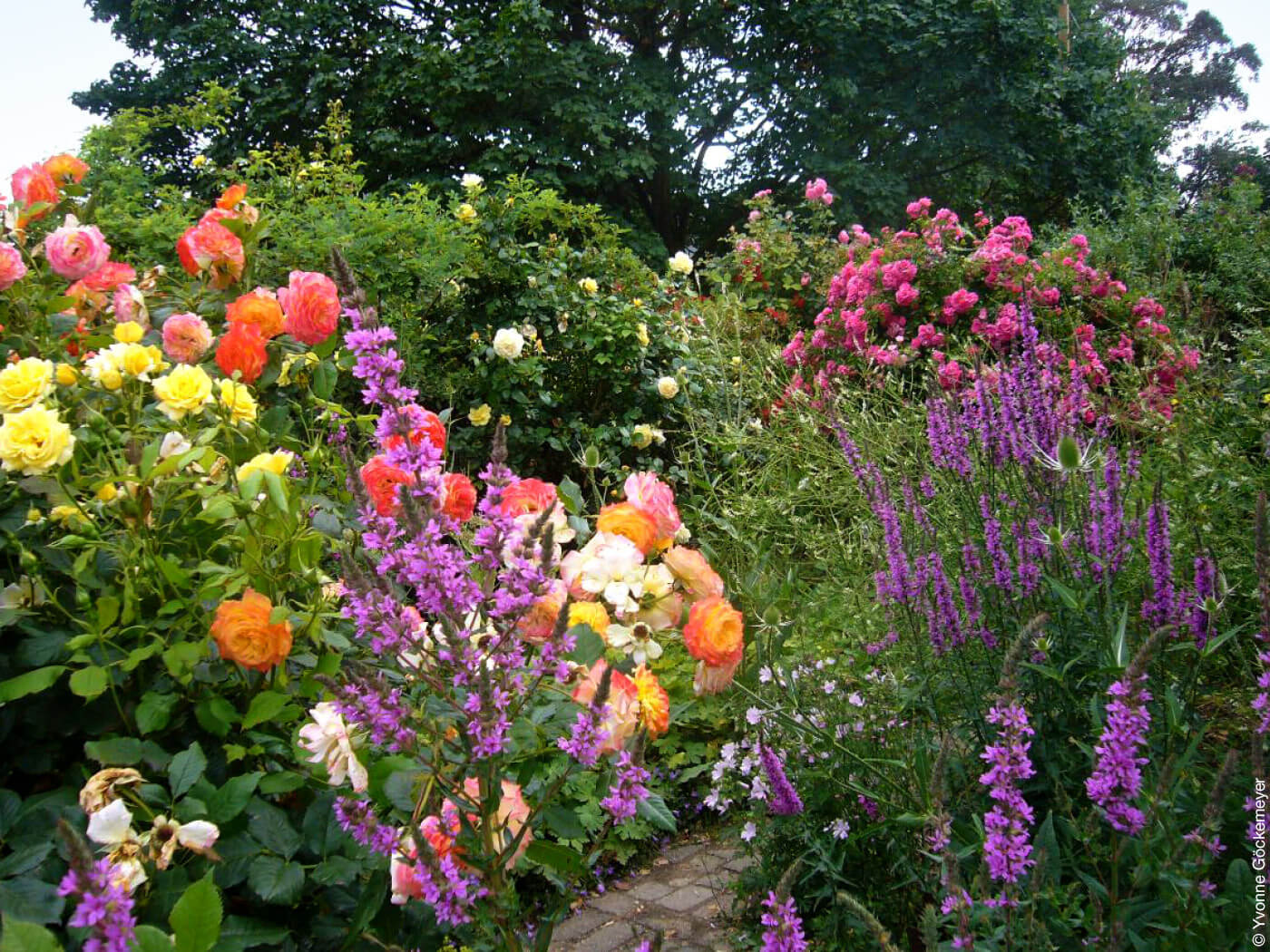 Garten mit bunten Blumen