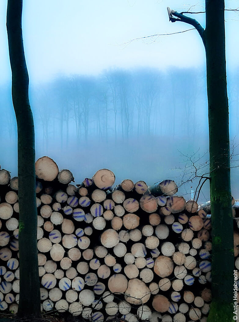 Stapel von Baustämmen im Nebel