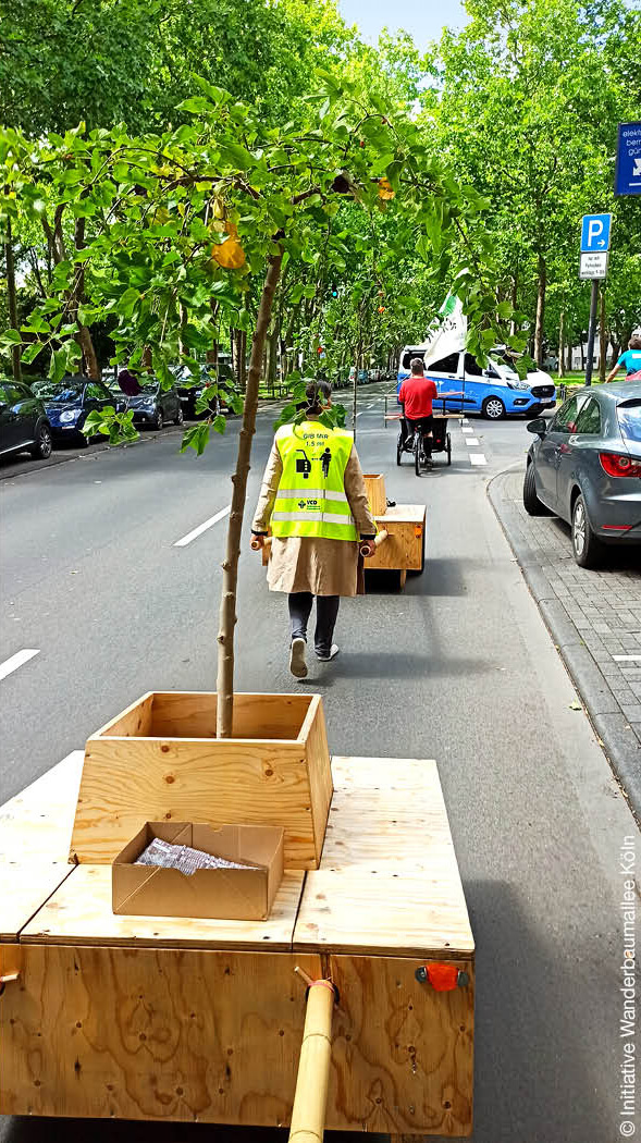 Wanderbaumallee in Köln