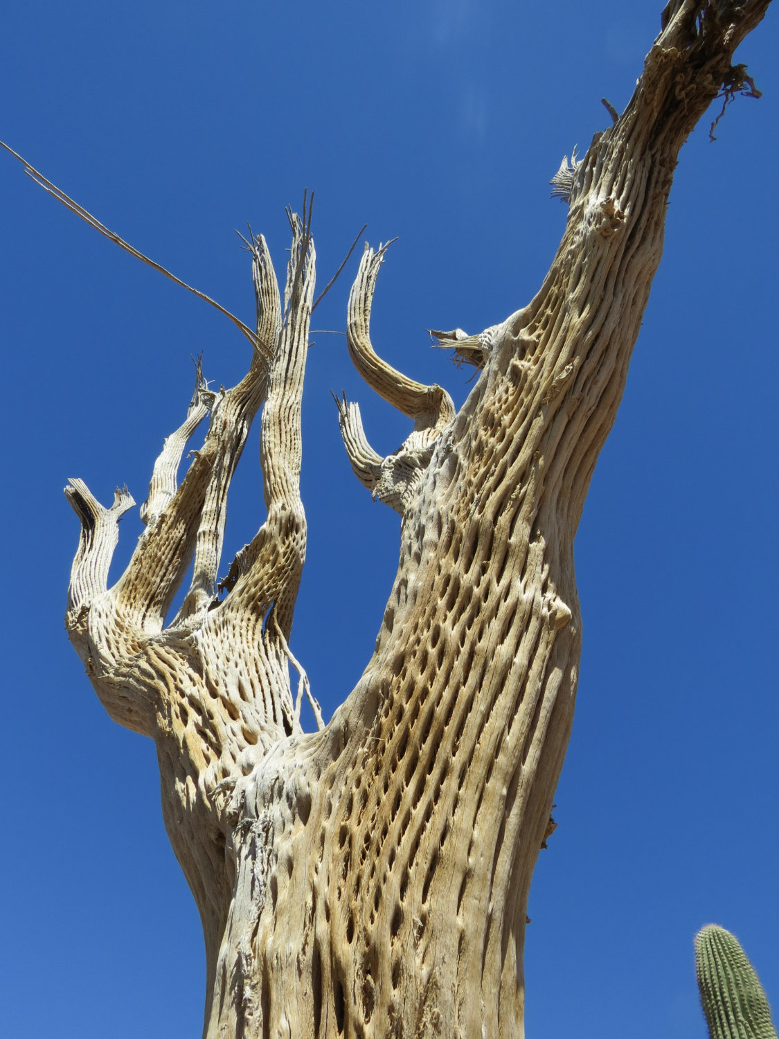 Saguaro Kaktus