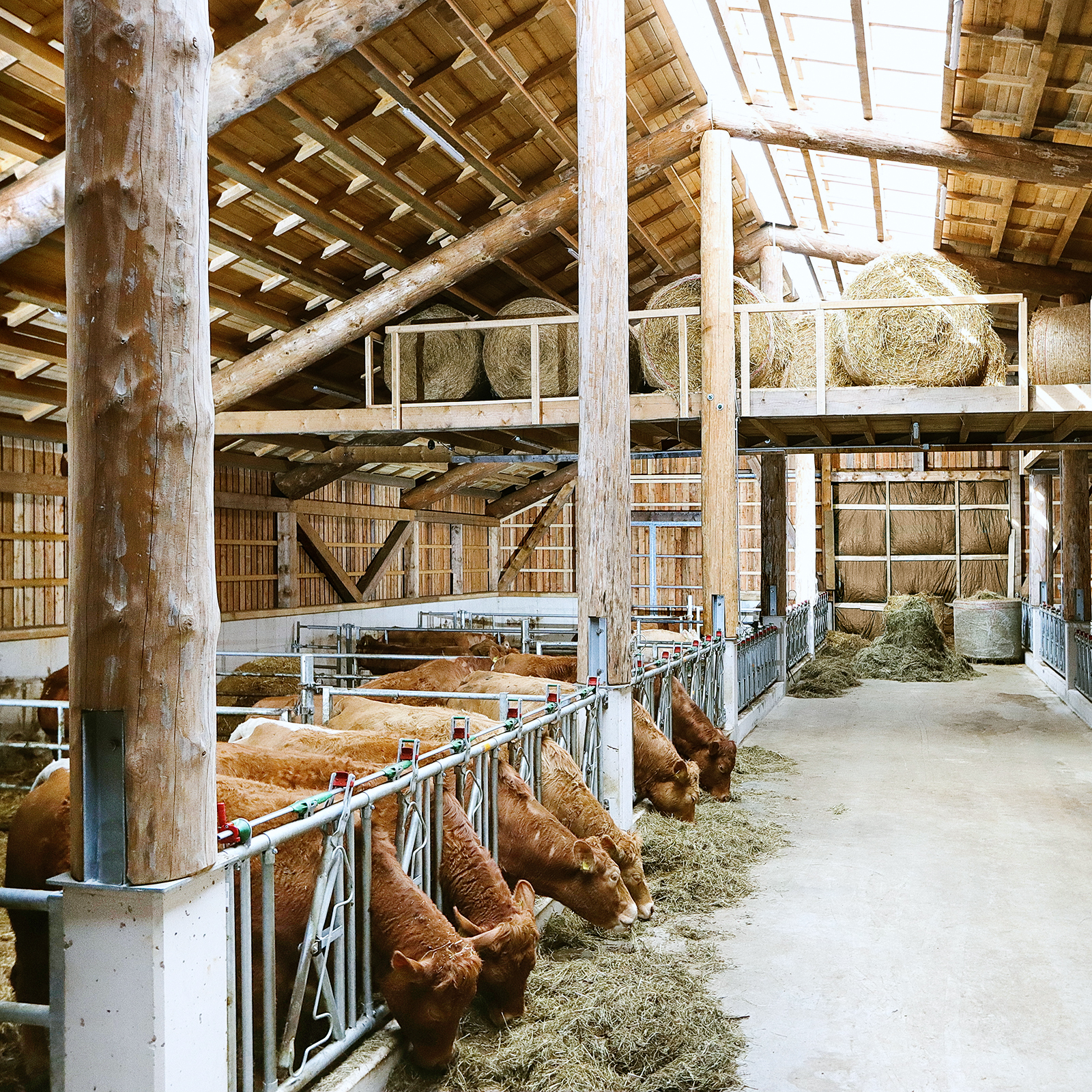Kühe fressen im Mutterkuhstall in Clausthal-Zellerfeld