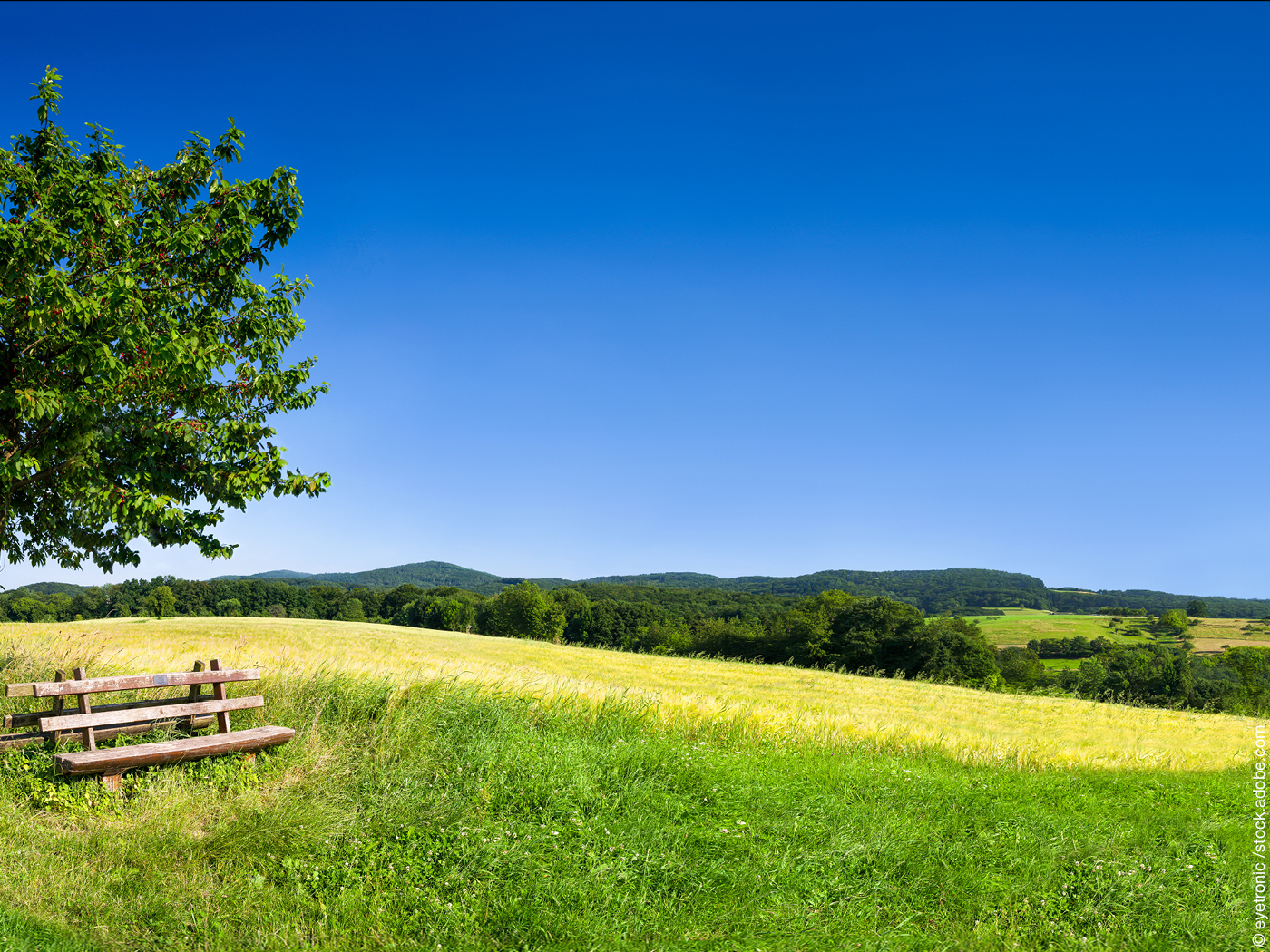 Bank unter Baum an einem Hang mit mit Wiese