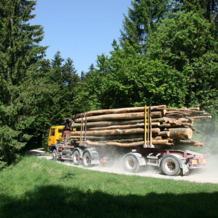 LKW mit Baumstämmen im Wald