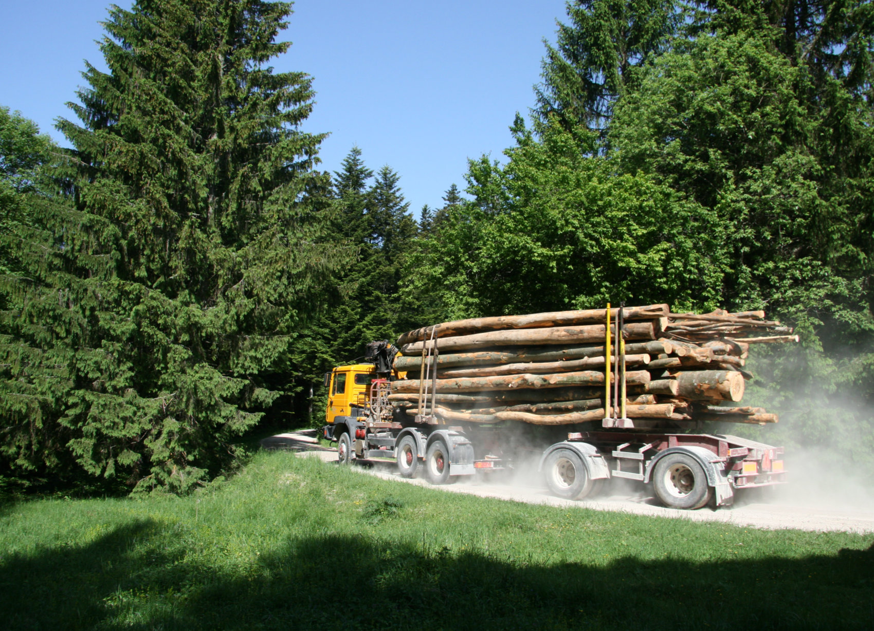 LKW mit Baumstämmen im Wald