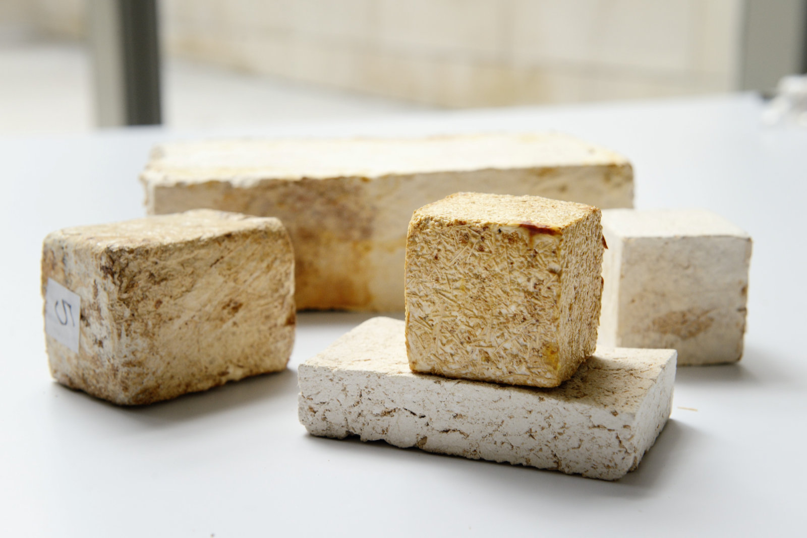 Bausteine aus Pilzmyzel in verschiedenen Formaten