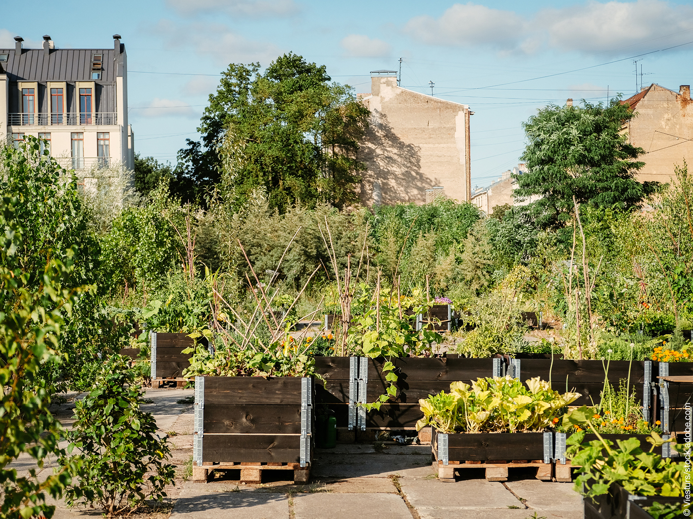 Ein urbaner Garten, im Hintergrund Mehrfamilienhäuser